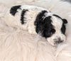 Cockapoo Puppy For Sale Dundee, OH Male- Alphie