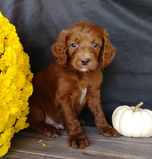 F1B Medium Labradoodle For Sale Millersburg, OH Male- Alvin