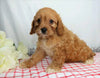 ICA Registered Cavapoo For Sale Wooster, OH Female- Amber