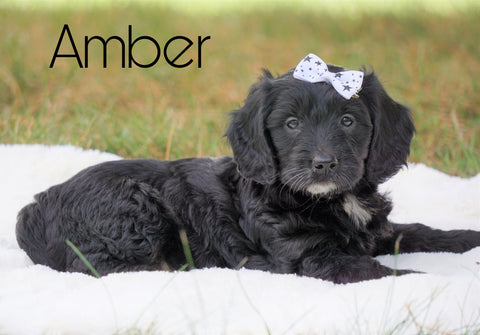 Mini Goldendoodle For Sale Sugarcreek, OH Female - Amber