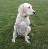 F1B Standard Labradoodle For Sale Millersburg, OH Female- Candy