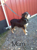 Australian Shepherd For Sale Baltic, OH Female - Jenny- CHECK OUT OUR VIDEO-