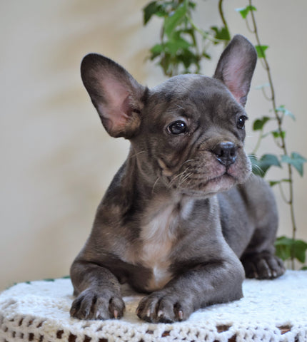 ICA Registered Frenchton Puppy For Sale Shiloh, OH Male- Archie