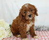ICA Registered Cavapoo For Sale Wooster, OH Male- Arin