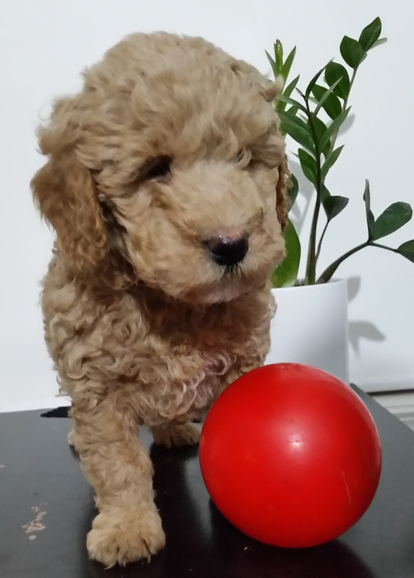 Mini Goldendoodle For Sale Sugarcreek, OH Male- Arrow