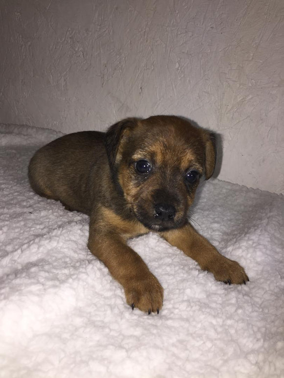 Yorkshire Terrier Mix For Sale Fredericksburg, OH Male- Asher