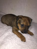 Yorkshire Terrier Mix For Sale Fredericksburg, OH Male- Asher
