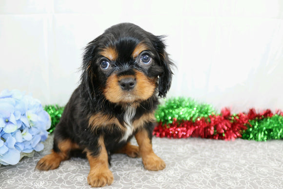 AKC Registered Cavalier King Charles Spaniel For Sale Wooster, OH Male- Atlas