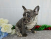 AKC Registered French Bulldog For Sale Wooster, OH Male- Avalanche