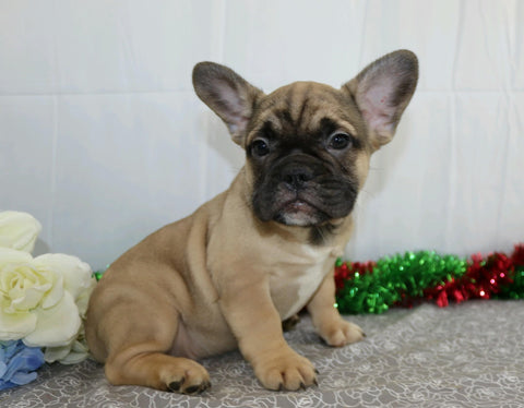 AKC Registered French Bulldog For Sale Wooster, OH Male- Axis