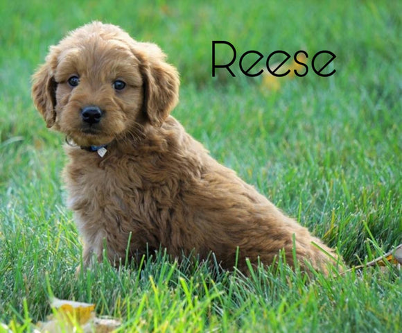 Mini Goldendoodle For Sale Loudenville, OH Male- Reese