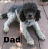 Teddy Poo Puppy For Sale Applecreek, OH Female - Lilly