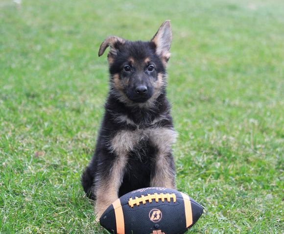 AKC Registered German Shepherd For Sale Millersburg, OH Male- Carson