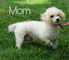 ACA Registered Miniature Poodle For Sale Holmesville, OH Female- Nina