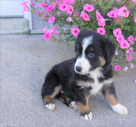 Australian Shepherd For Sale Baltic, OH Female- Bailey