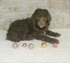 AKC Registered Poodle (Standard) For Sale Homesville, OH Female - Bailey