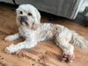 Shih- Poo For Sale Louisville, OH Female- Bailey
