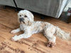 Shih- Poo For Sale Louisville, OH Female- Bailey