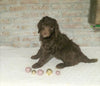 AKC Registered Poodle (Standard) For Sale Homesville, OH Female - Bailey