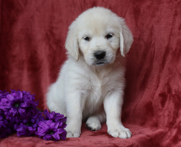 AKC Registered English Cream Golden Retriever For Sale Fredericksburg, OH Female- Bailey