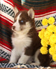 Siberian Husky For Sale Fredericksburg, OH Male- Balto