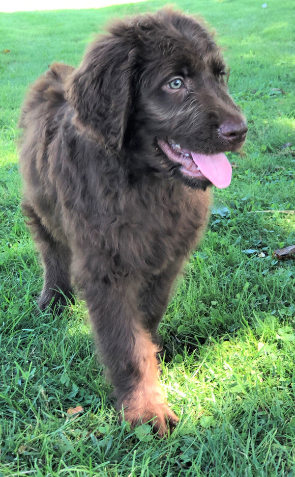 Labradoodle For Sale Sugarcreek, OH Male- Baxter