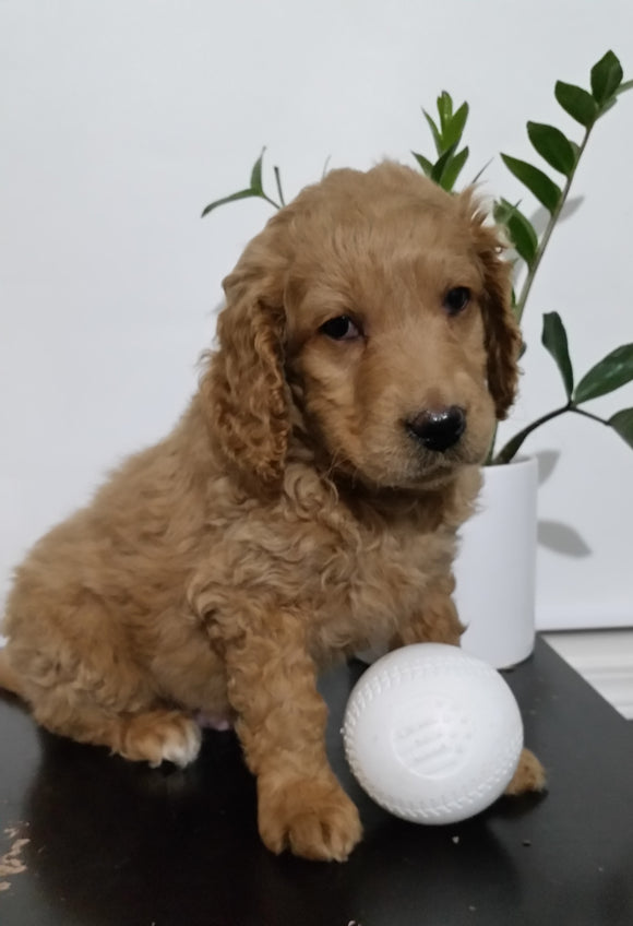 Mini Goldendoodle For Sale Sugarcreek, OH Male- Bear