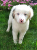 Mini Australian Shepherd Mix For Sale Fredericksburg, OH Female- Beauty