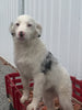 Mini Australian Shepherd Mix For Sale Fredericksburg, OH Female- Beauty