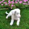 Mini Australian Shepherd Mix For Sale Fredericksburg, OH Female- Beauty