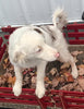 Mini Australian Shepherd Mix For Sale Fredericksburg, OH Female- Becky