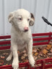 Mini Australian Shepherd Mix For Sale Fredericksburg, OH Female- Becky