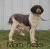 Bernedoodle (Standard) For Sale Baltic, OH Female- Roxann