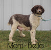 F1B Sheepadoodle For Sale Baltic, OH Female- Queen -CHECK OUT OUR VIDEO-