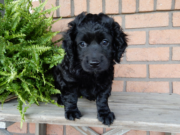 Mini Labradoodle For Sale Millersburg, OH Female- Bella