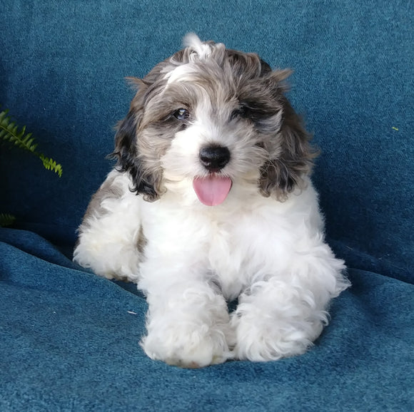 Cockapoo For Sale Millersburg, OH Female- Petunia