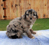 Mini Aussiedoodle For Sale Holmesville, OH Female- Bella