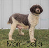 AKC Registered (Standard) Poodle For Sale Baltic, OH Female- Chloe