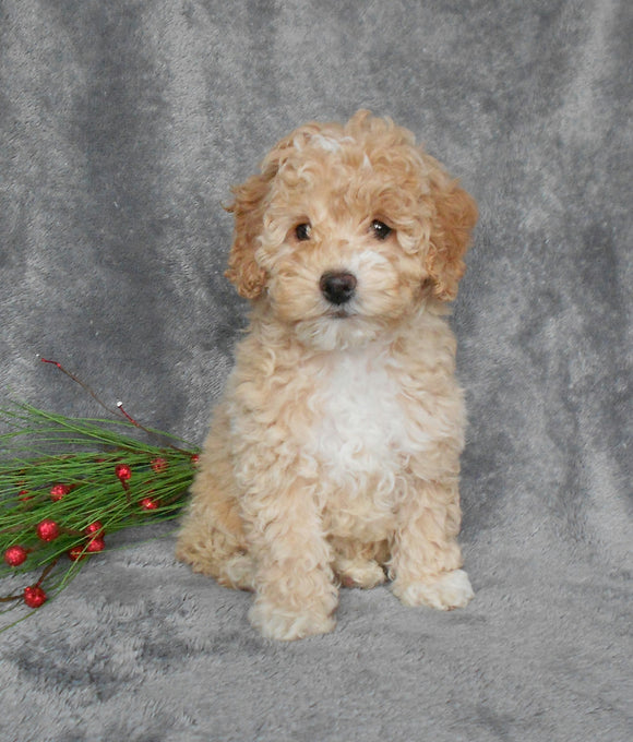 F1B Cockapoo For Sale Millersurg, OH Female-Bella