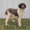 AKC Registered (Standard) Poodle For Sale Baltic, OH Female- Coco