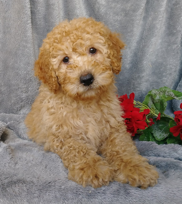 Medium F1B Labradoodle For Sale Millersburg, OH Female- Belle