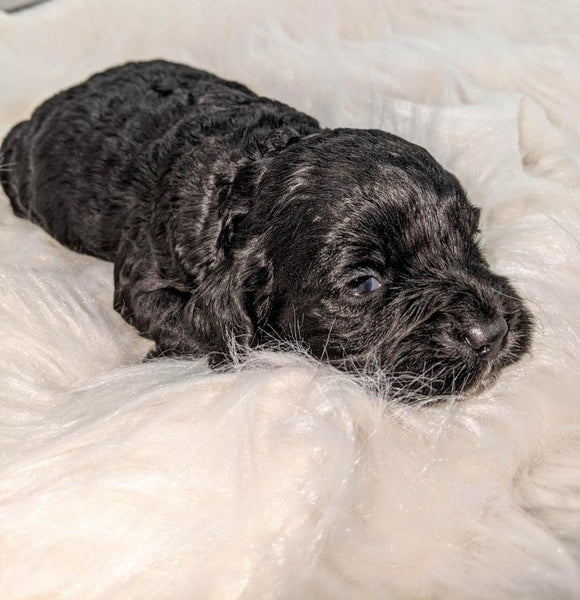 Cockapoo Puppy For Sale Dundee, OH Male- Ben