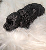 Cockapoo Puppy For Sale Dundee, OH Male- Ben