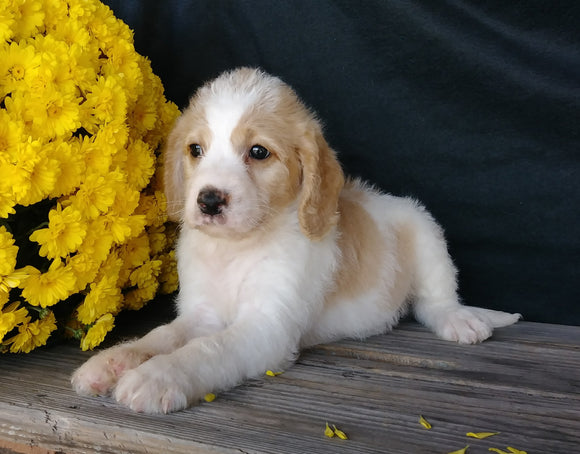 F1B Medium Labradoodle For Sale Millersburg, OH Male- Benji