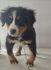 Bernese Mountain Dog For Sale Wooster, OH Female- Lily