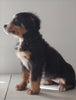 Bernese Mountain Dog For Sale Wooster, OH Female- Lily