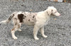 Mini Australian Shepherd Mix For Sale Fredericksburg, OH Female- Betz