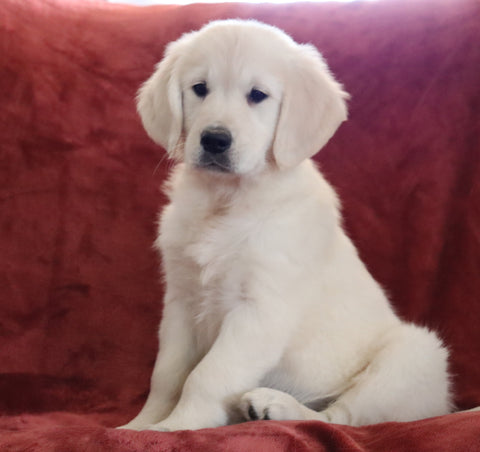 AKC Registered English Cream Golden Retriever For Sale Fredericksburg, OH Female - Beth -Genetic Tested