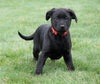 Rottweiler/ Lab Mix Puppy For Sale Fredericksburg, OH Female- Trixie