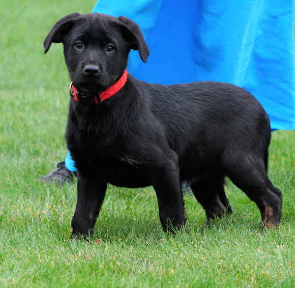 Rottweiler/ Lab Mix Puppy For Sale Fredericksburg, OH Female- Trixie